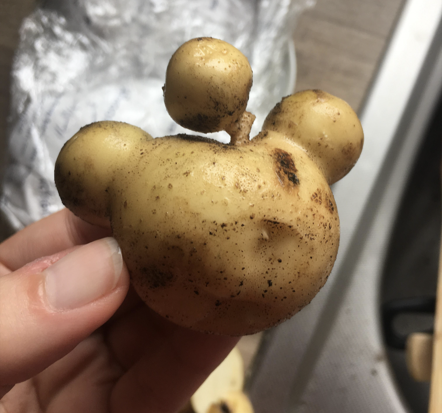 A hand holds a freshly dug potato with three round lumps, resembling a cartoon mouse head, with dirt still on its surface.