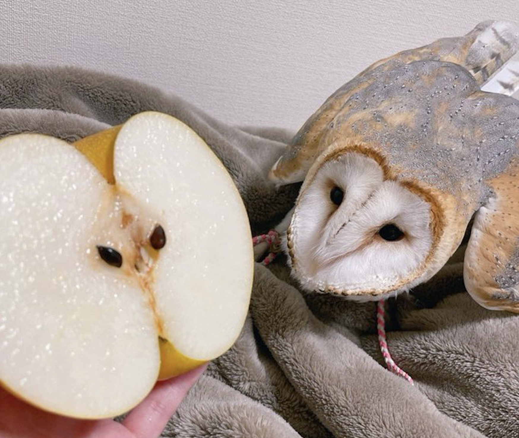 A hand holds a sliced apple that resembles the face of a nearby barn owl lying on a soft, gray blanket.