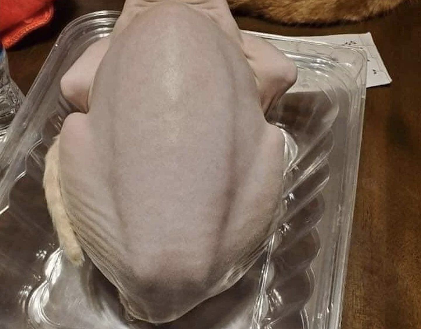 A hairless Sphynx cat sitting in a plastic container, viewed from above, with its back and limbs visible, resembling a raw chicken.