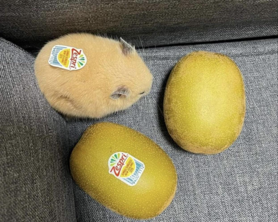 A small, light brown hamster with a Zespri fruit sticker sits next to two Zespri-branded golden kiwis on a gray fabric surface, blending in with the fruits.