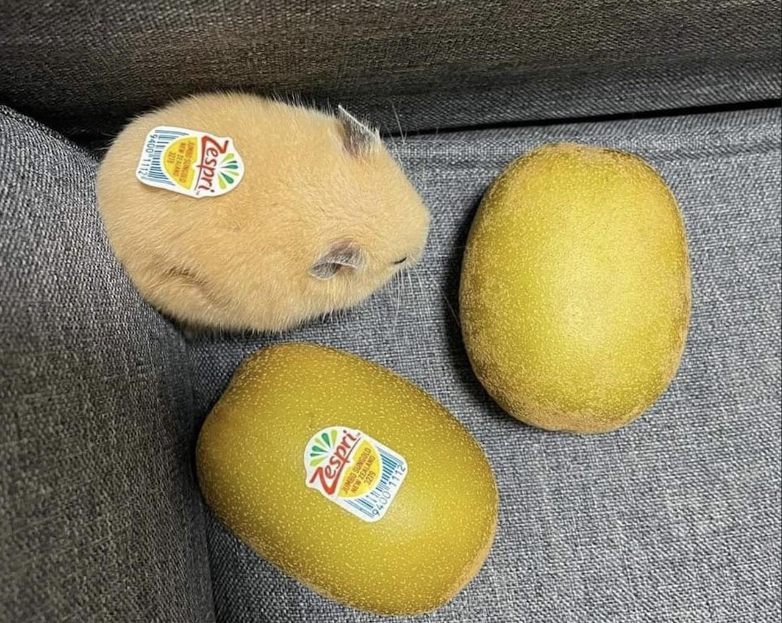 A small, light brown hamster with a Zespri fruit sticker sits next to two Zespri-branded golden kiwis on a gray fabric surface, blending in with the fruits.