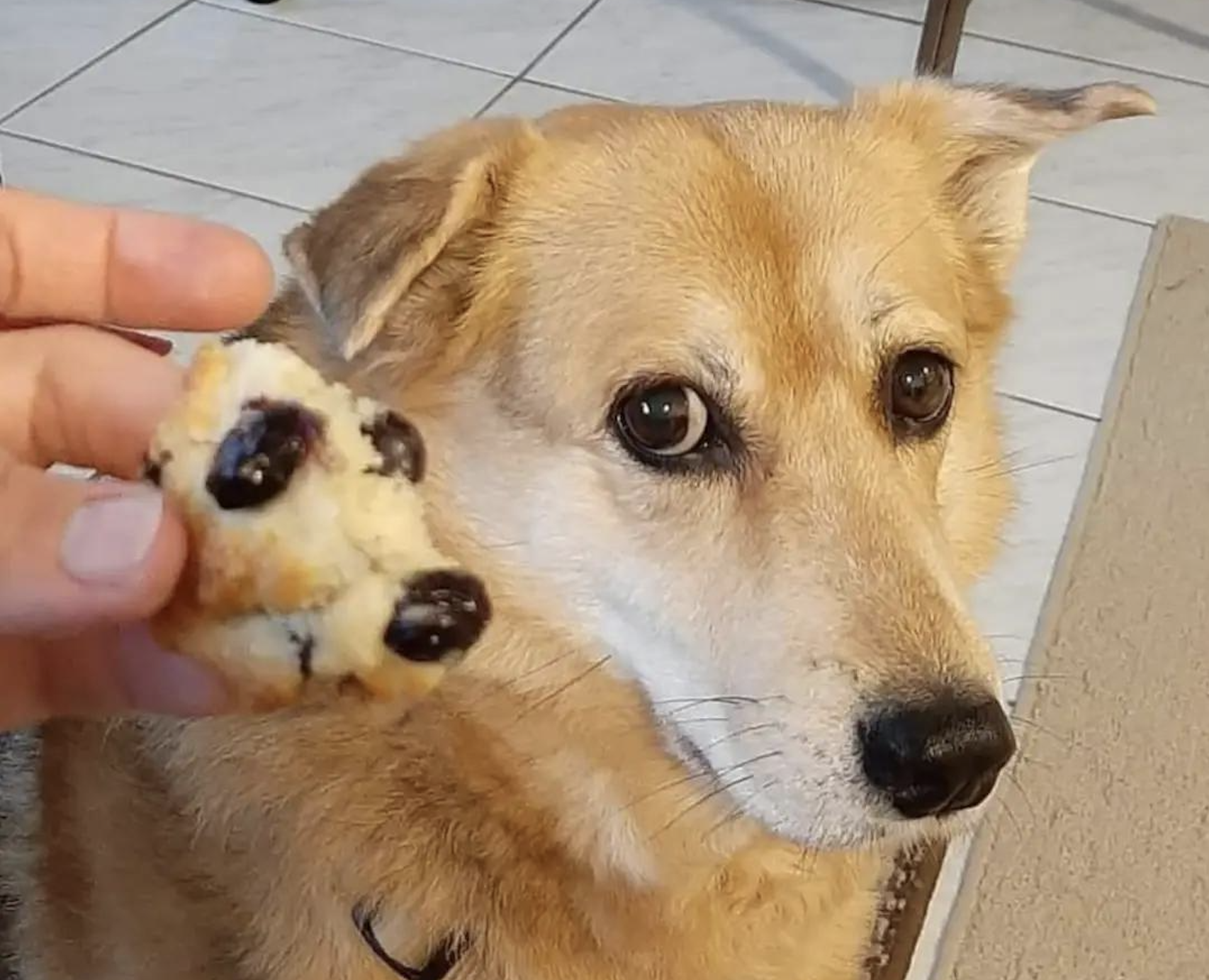 A person holds a chocolate chip cookie near a dog, who looks at it with wide, longing eyes. The scene takes place indoors on a tiled floor.