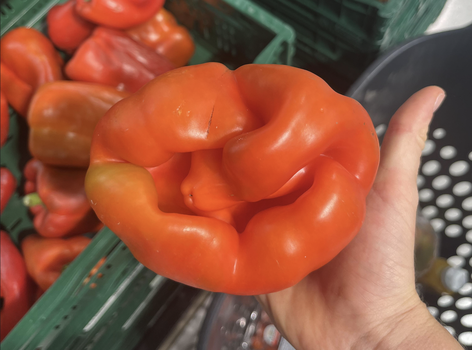 A hand holds an unusually shaped red bell pepper with multiple ridges, above a crate of other peppers in a market setting.