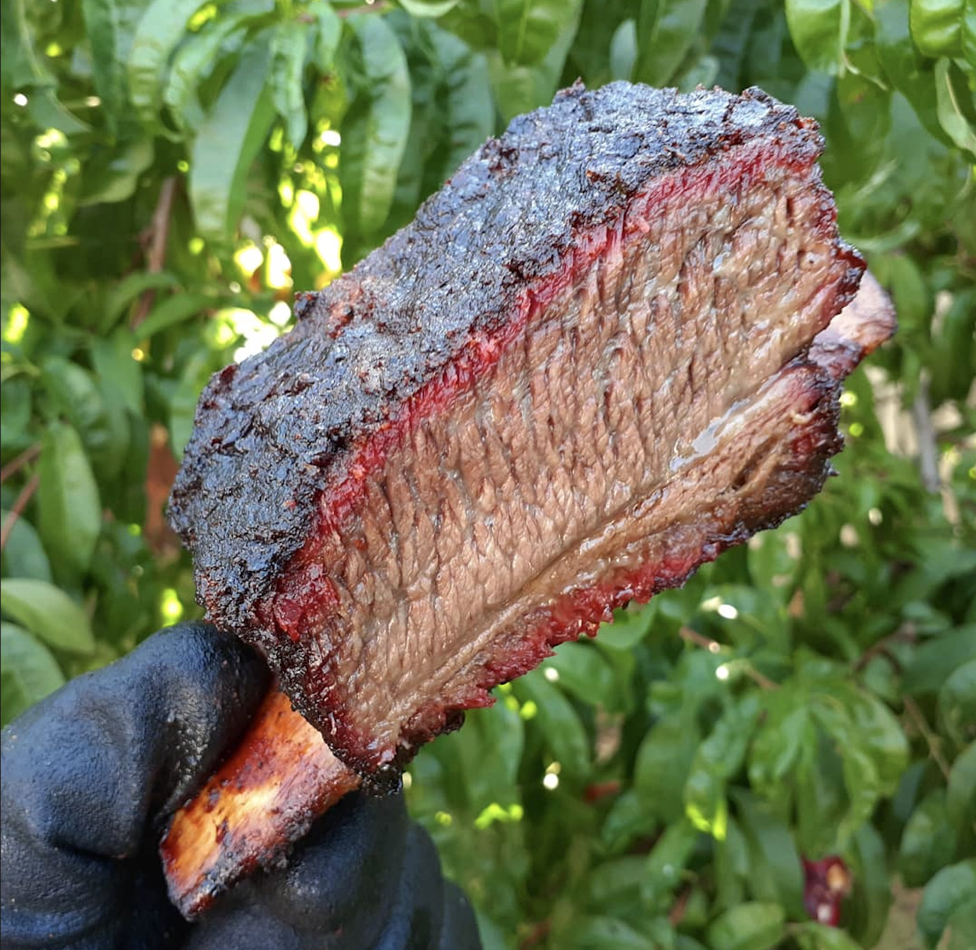 A gloved hand holds a large, smoked beef rib with a dark, crispy bark and a visible smoke ring, set against a background of green leaves.
