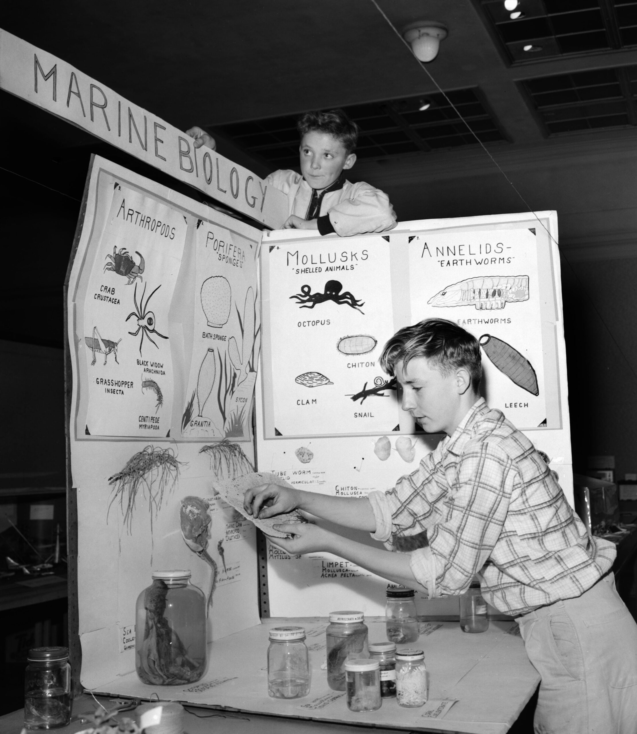 Two boys set up a marine biology display with drawings of arthropods, mollusks, and annelids—a classic scene from school life in the 1960s and 70s. One boy stands below arranging jars, while the other adjusts the sign above the booth.