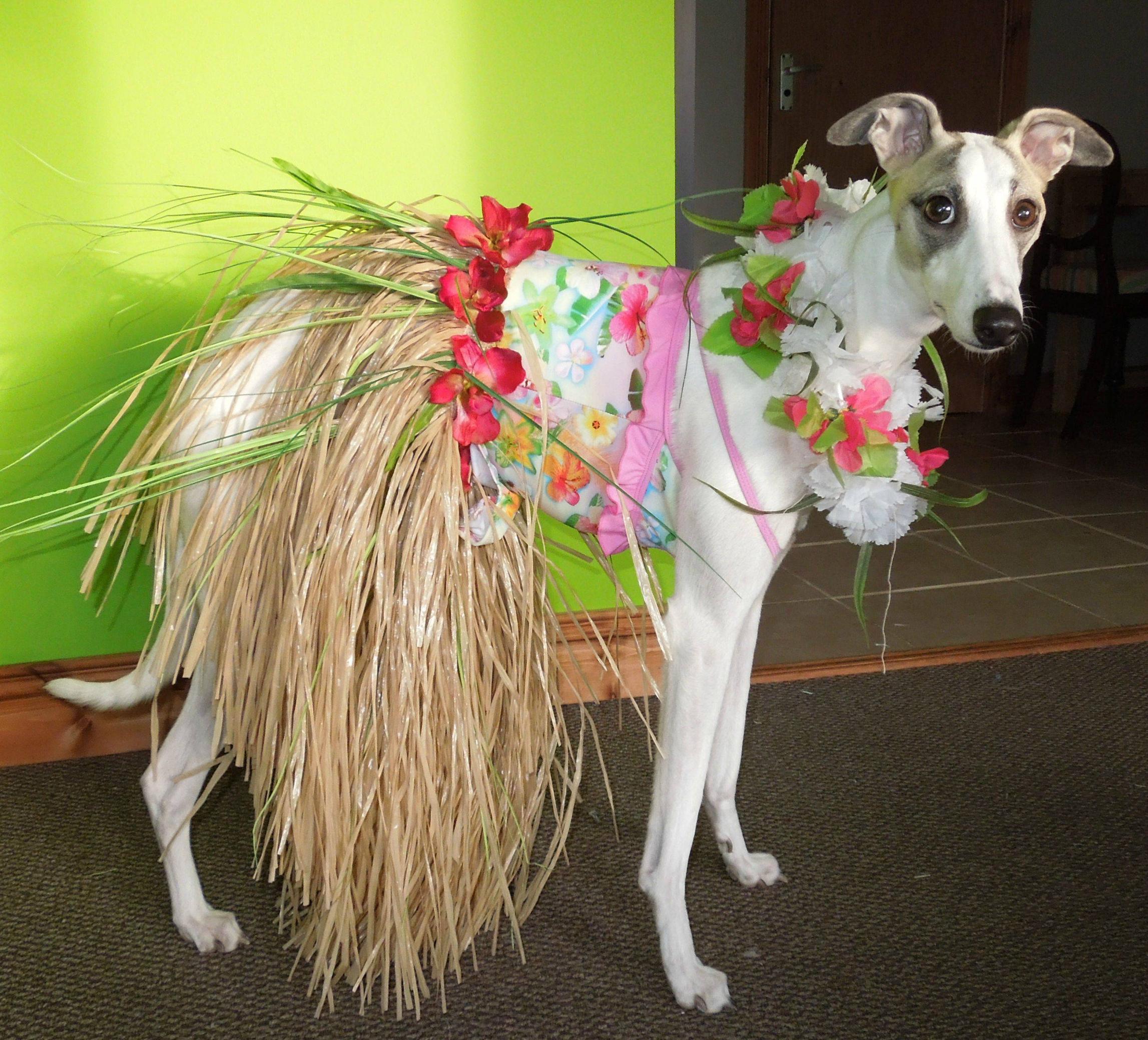 A dog wearing a grass skirt, a colorful floral shirt, and flower leis stands indoors against a green wall, dressed in a Hawaiian costume.