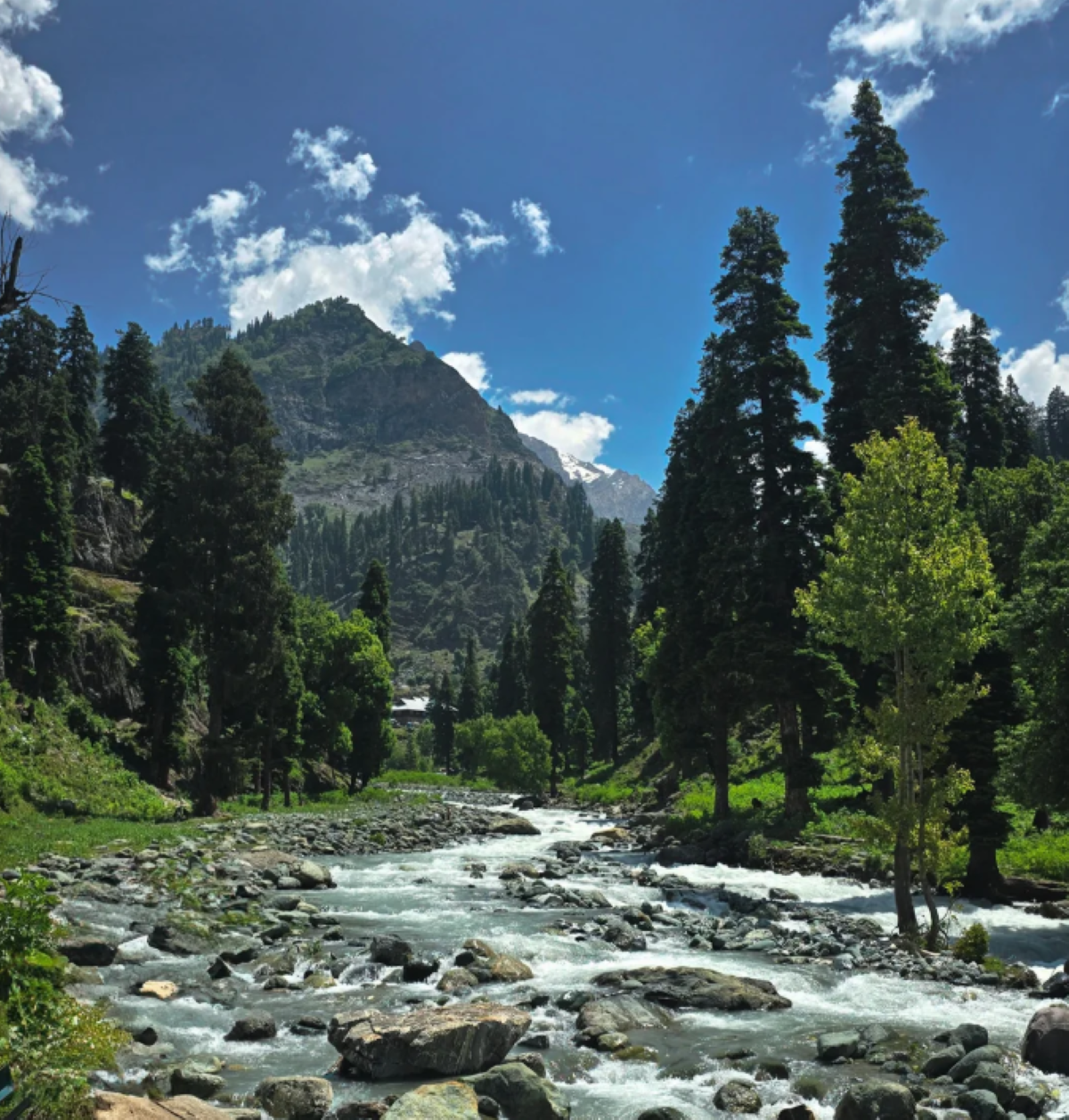 A rocky river flows through a lush green forest with tall pine trees and mountains in the background under a bright blue sky with scattered clouds, creating the kind of breathtaking scenery often featured in travel experiences that went viral.
