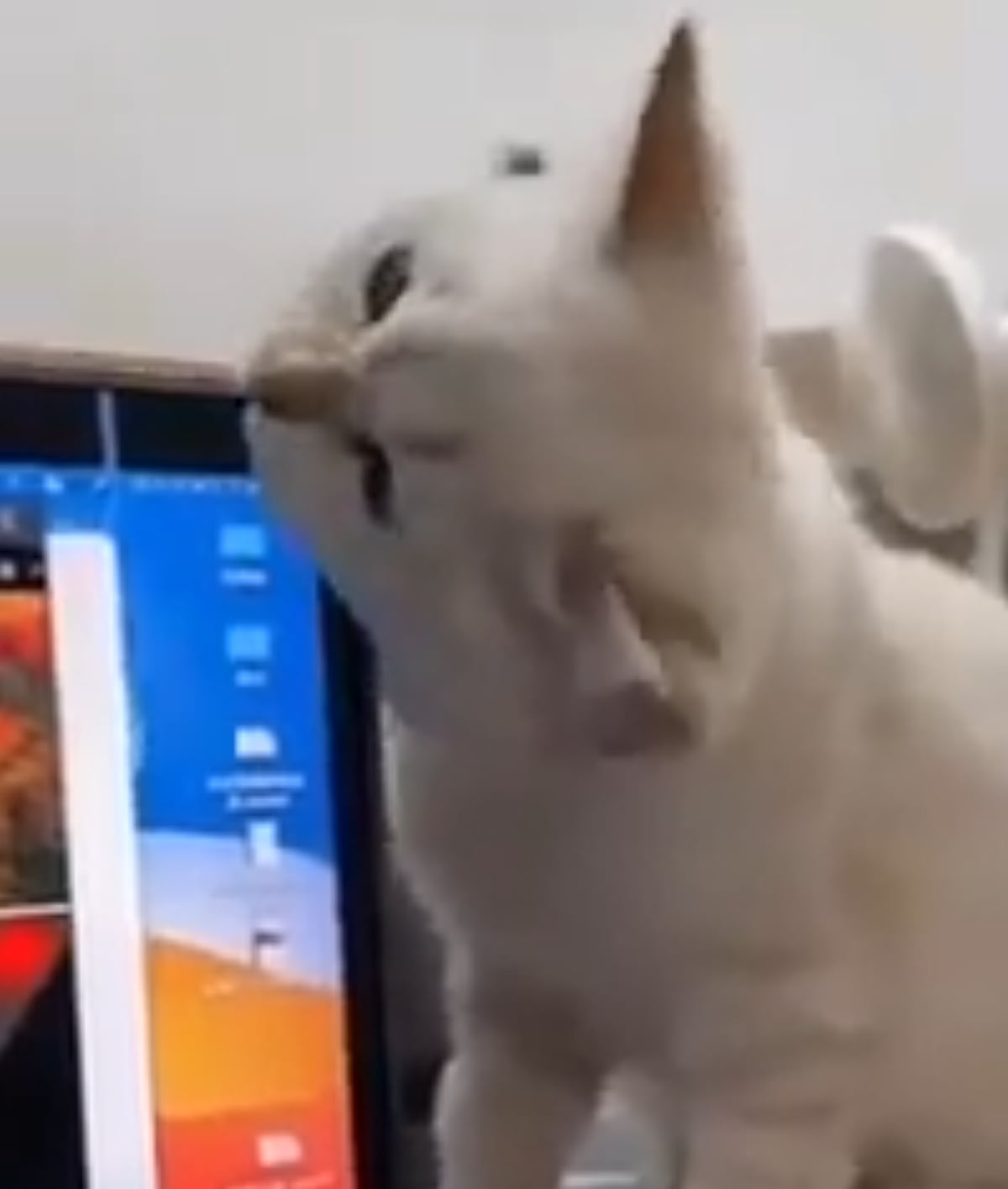 A white cat sits next to a computer screen, turning its head sideways and appearing to look curiously at the monitor.