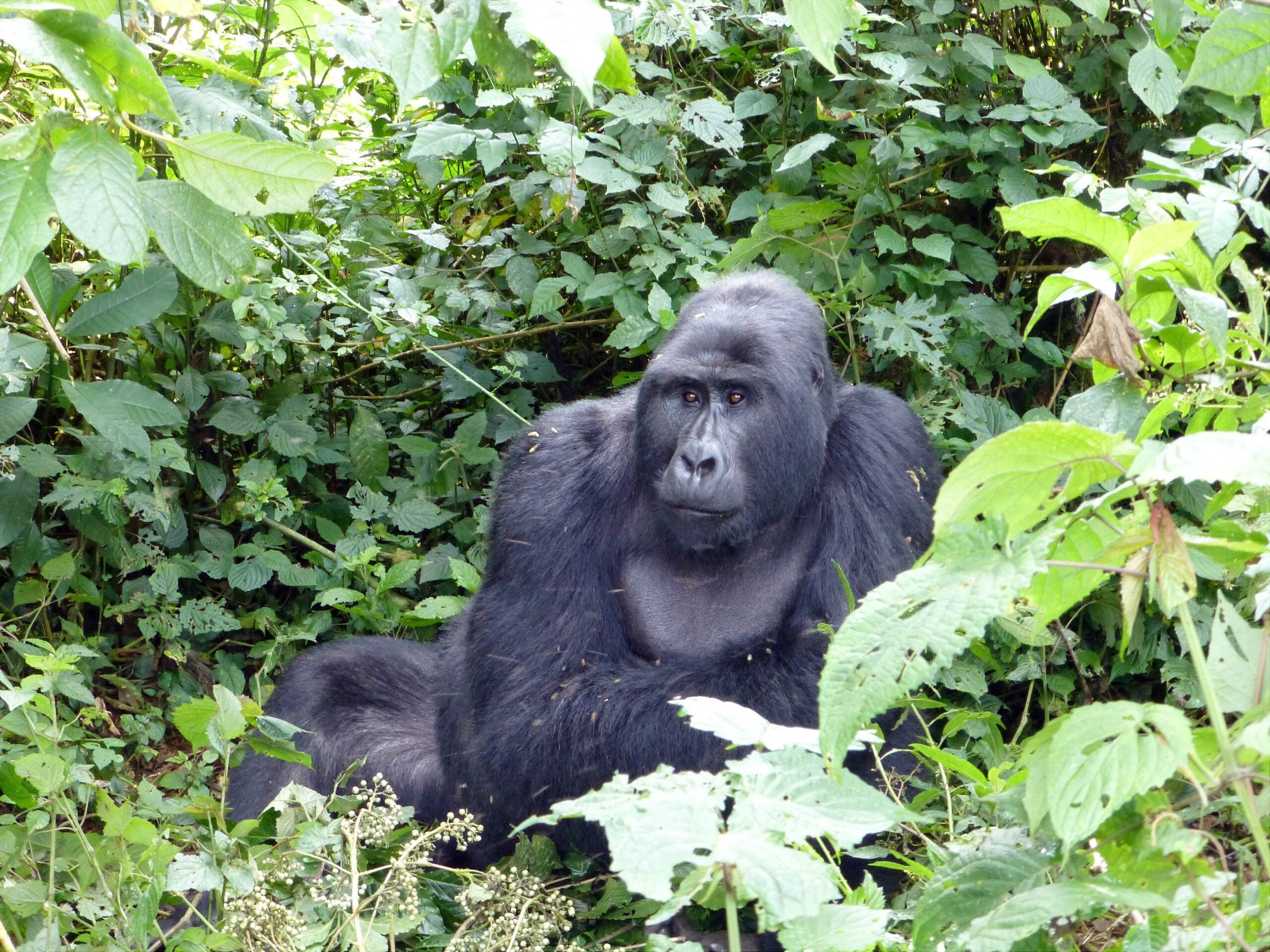 A large gorilla sits surrounded by dense green foliage, looking slightly to the right, in a natural forest environment.