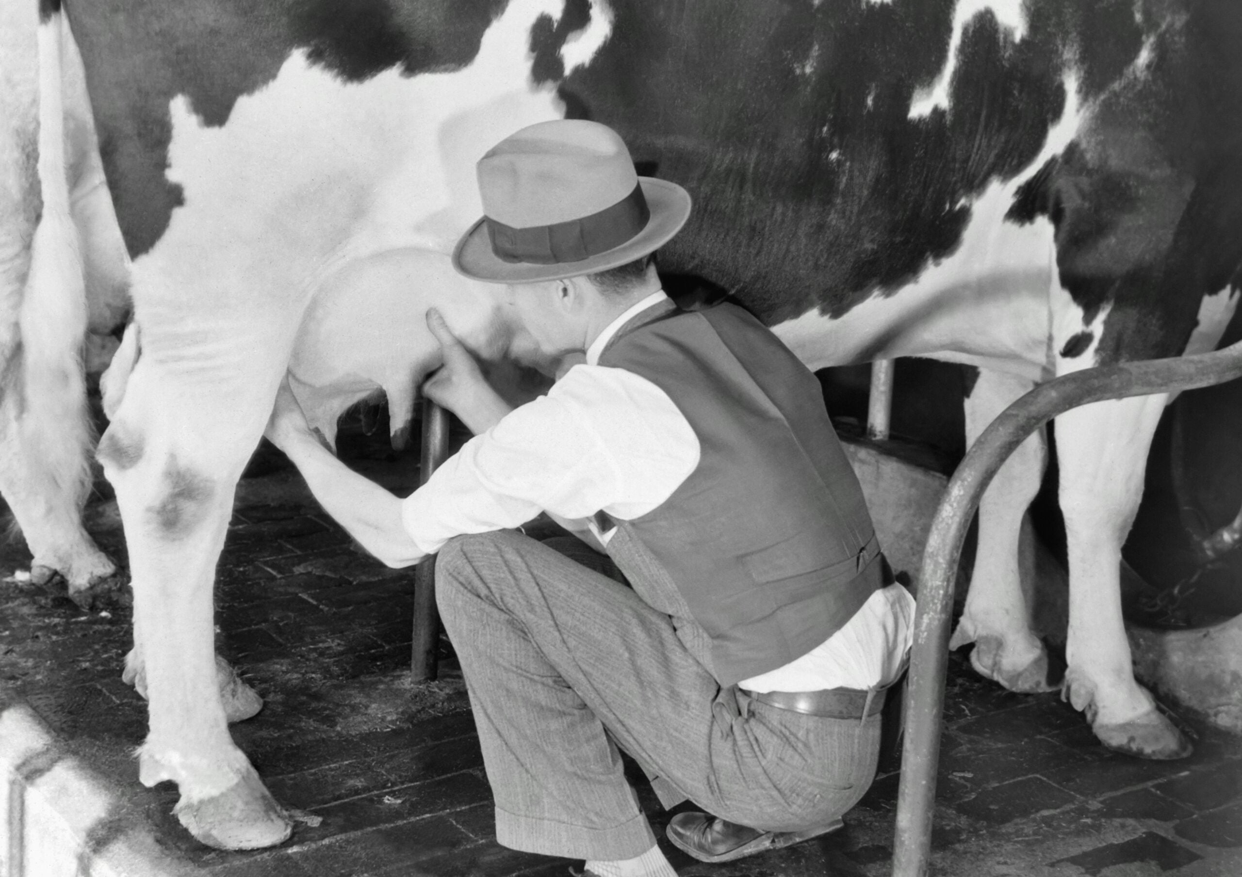 A man in a hat and vest crouches beside a cow, milking it by hand in a black-and-white photo. The cow stands on a brick floor, and the man’s face is not visible.