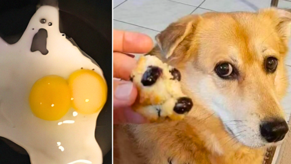 Left: Two eggs in a pan, with the whites resembling a ghost face&mdash;a classic example of amusing food fails. Right: A dog looks at a hand holding a cookie shaped like a dog paw with chocolate chips.