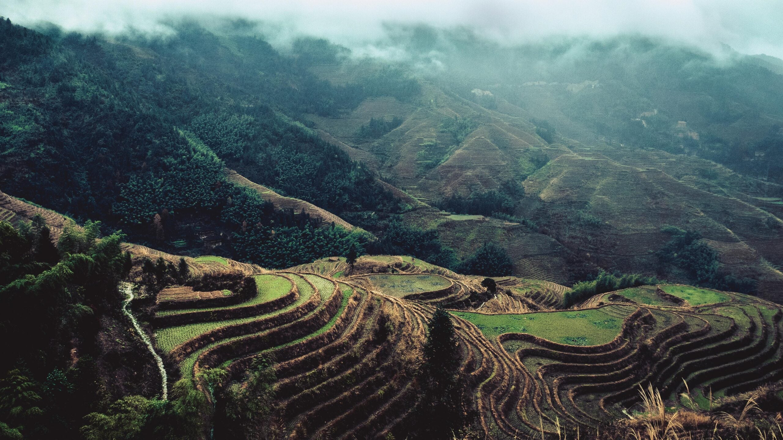 Terraced rice fields curve along green hillsides under a cloudy, misty sky. Dense forests and mountains fill the background, creating a lush, tranquil landscape scene.