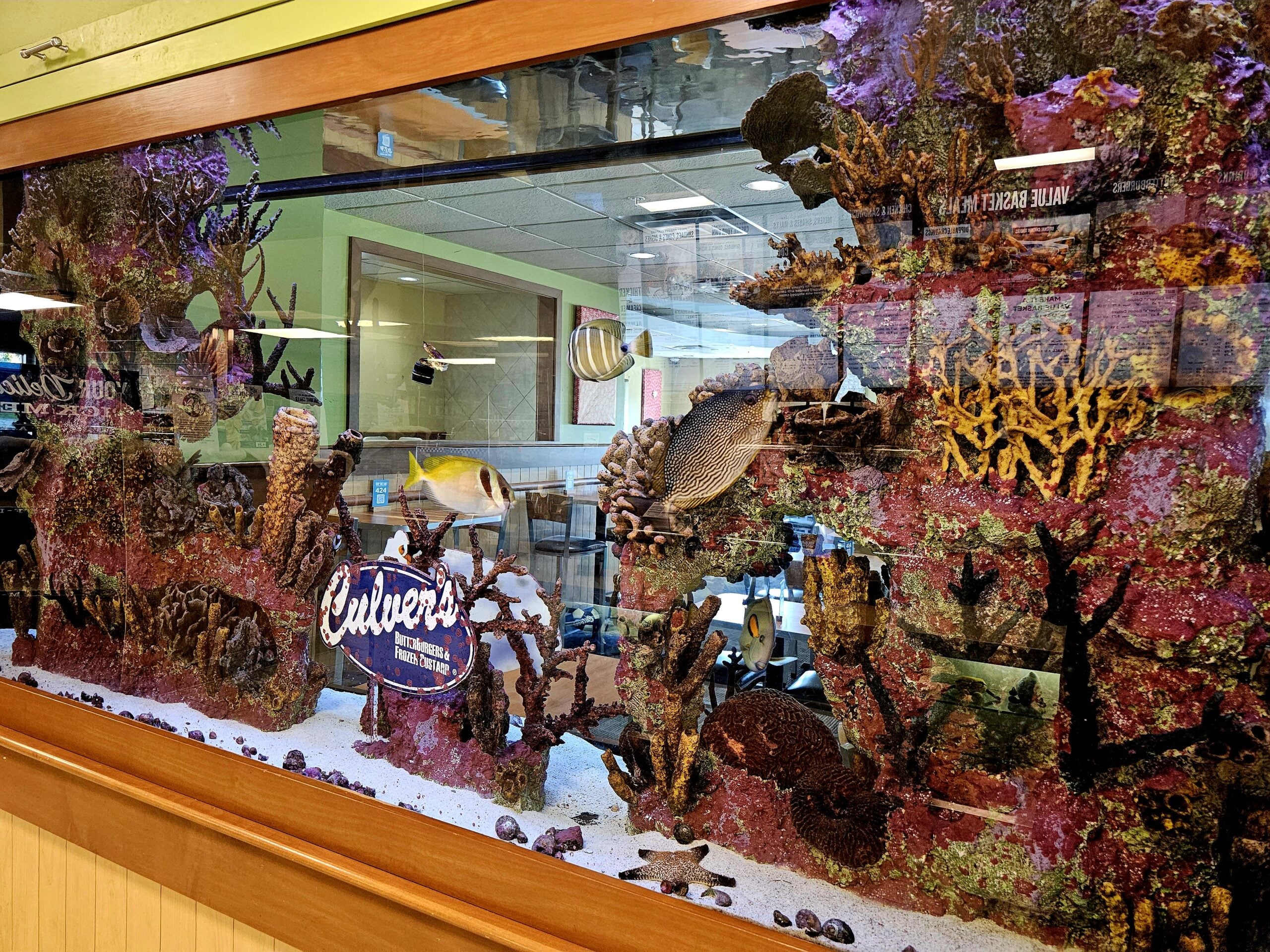 A large aquarium with colorful coral, fish, and a “Culver’s Fresh Frozen Custard” sign inside, placed in a restaurant wall. Reflections show tables and chairs in the dining area behind the aquarium.