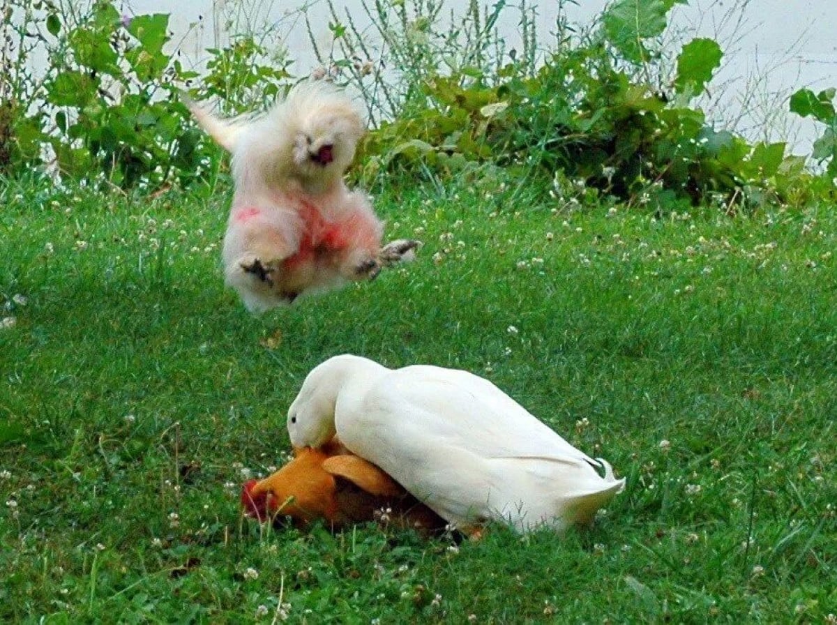 A fluffy white chicken jumps mid-air with wings spread while two white ducks peck at something on the grass, surrounded by green plants and grass.
