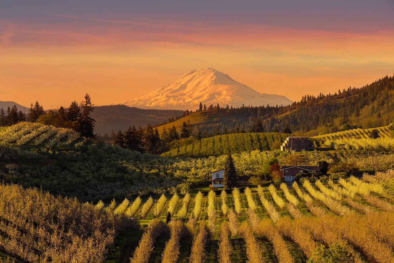 Rows of blooming orchard trees lead to a farmhouse, set against rolling hills and a snow-capped mountain beneath a vibrant orange sunset sky—capturing the quintessential charm found in the best fall towns in America.