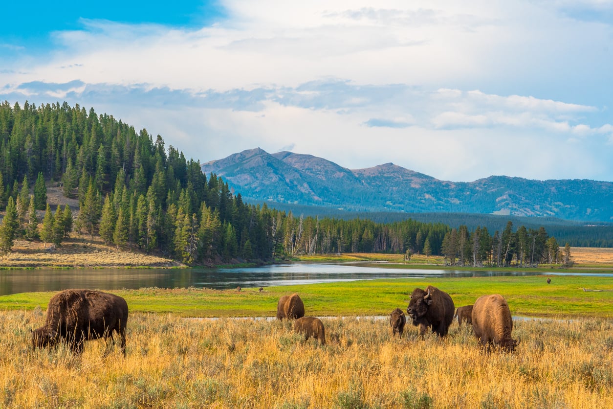 Five bison graze in a grassy field with a river, dense forest, and mountain range in the background under a partly cloudy sky—a breathtaking scene that makes this place one of the most memorable vacation spots for nature enthusiasts.
