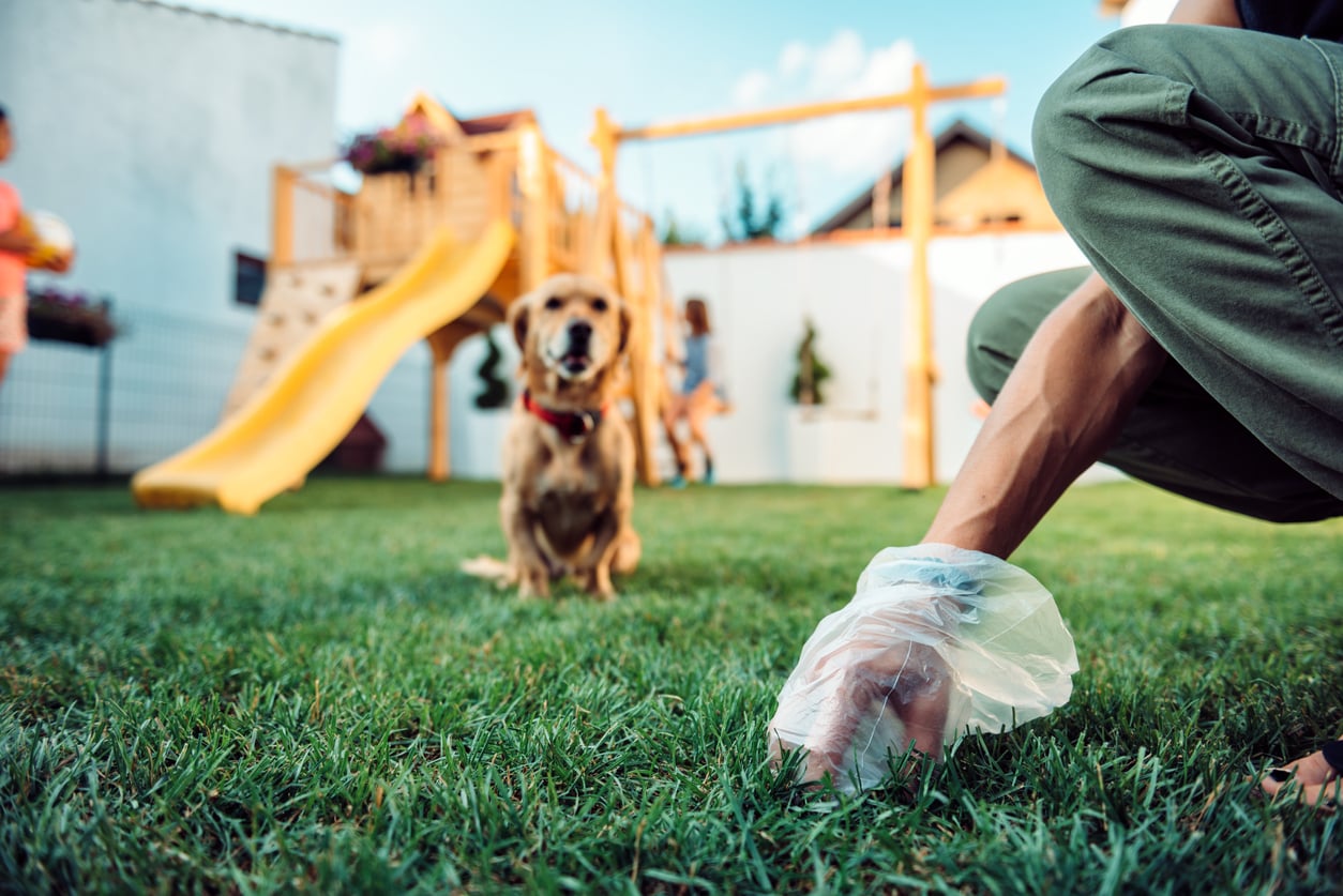 Person wearing a plastic glove picks up dog waste on grass, with a yellow slide and dog in the background at a park or backyard.