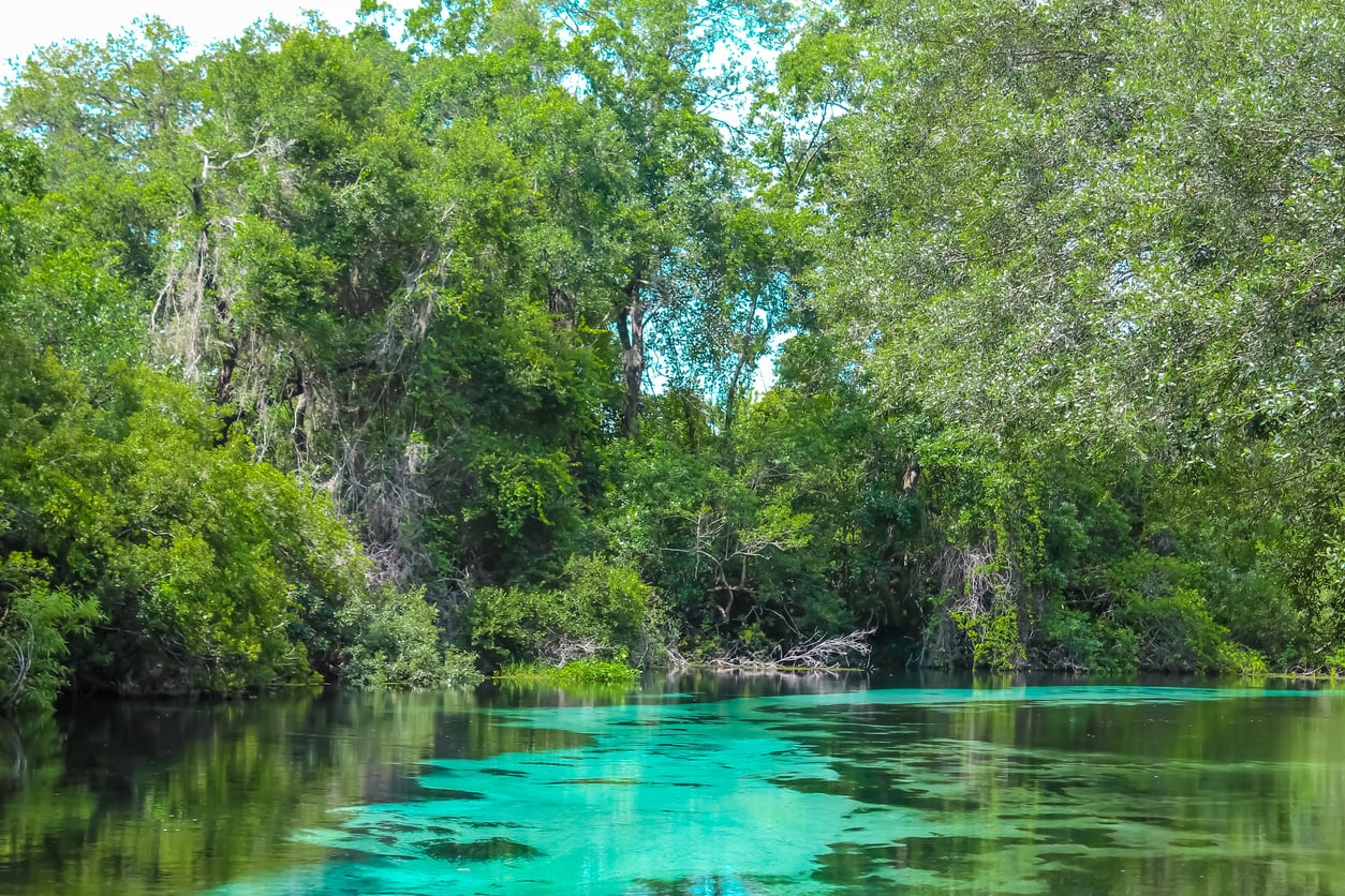 A clear turquoise river winds through lush green trees and dense forest, reflecting the foliage and bright summer sky above—an enchanting scene reminiscent of Classic Roadside Attractions waiting to be discovered by travelers seeking natural beauty.