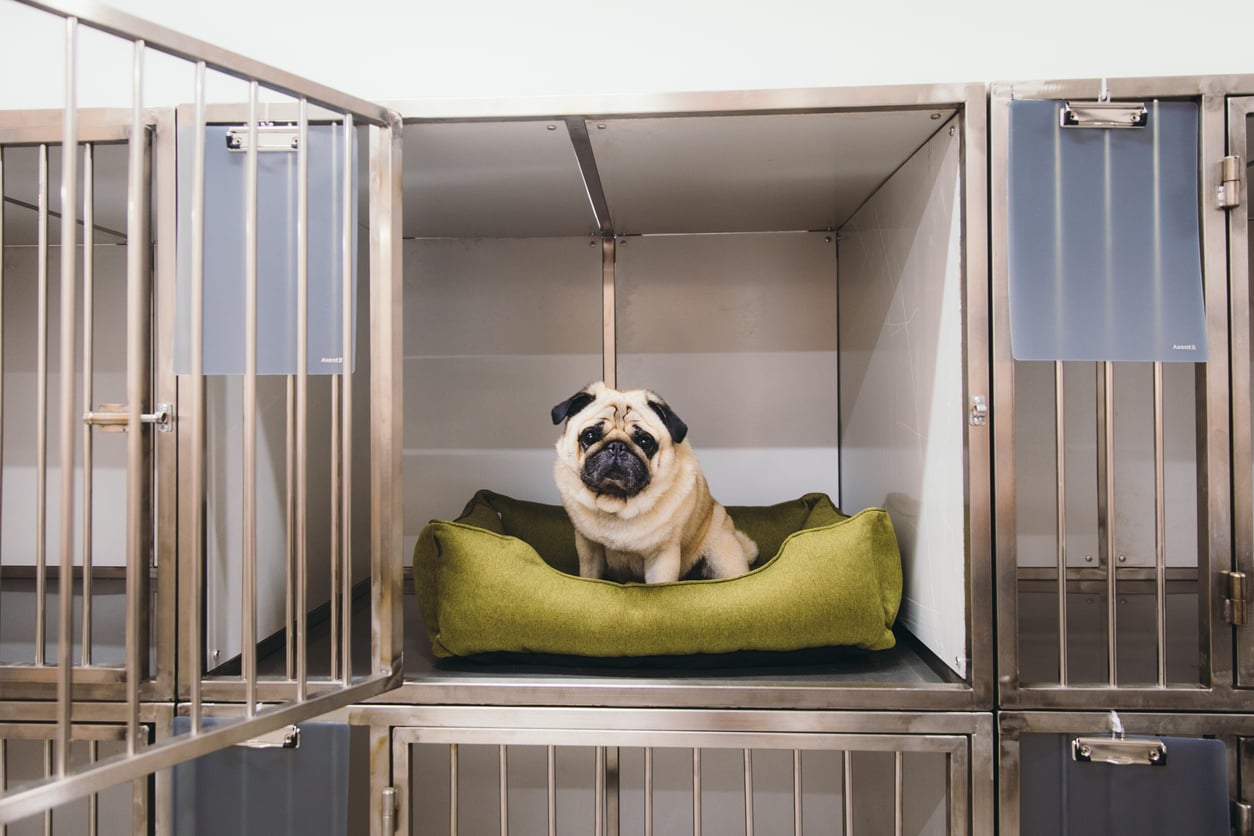 A pug sits on a green dog bed inside a metal kennel, looking forward. For those who love to splurge on their pets, this cozy setup—with the kennel door open and a clean, minimal background—shows true pampering for your furry friend.