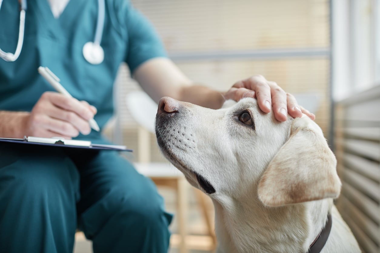 A veterinarian in green scrubs pets a yellow Labrador while holding a clipboard and pen, possibly during a checkup at a clinic where owners love to splurge on their pets.