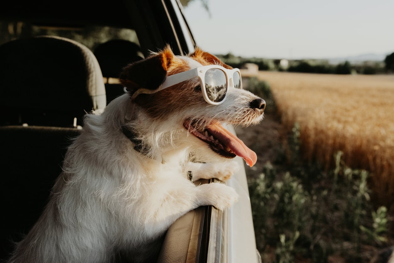 A small dog wearing white sunglasses leans out of a car window, tongue out and looking happy, with a field and trees in the background—a perfect moment for those who love to splurge on their pets.