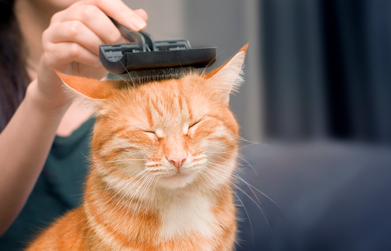A person brushes a content orange tabby cat, which has its eyes closed and looks relaxed.