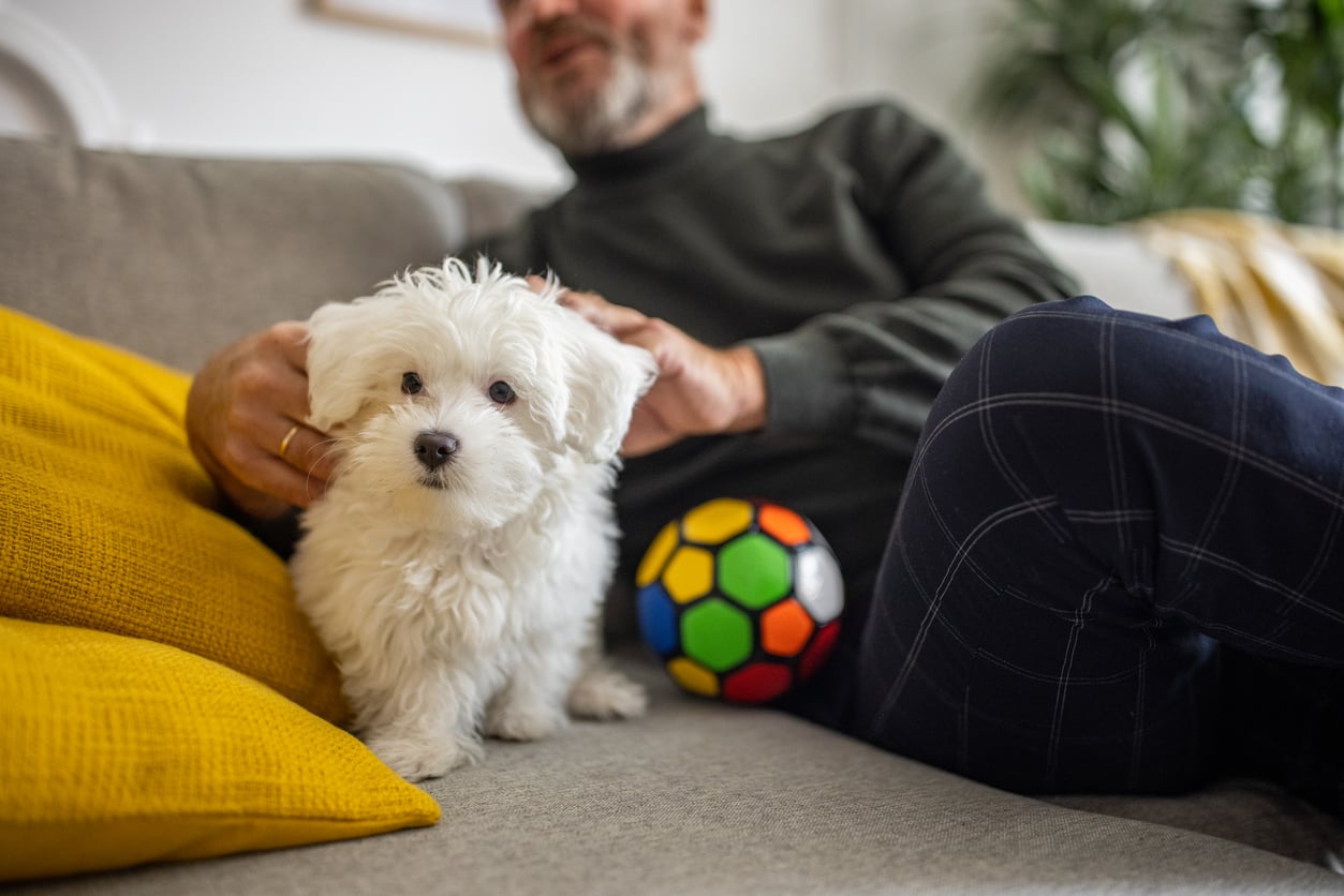 A small white fluffy puppy sits on a couch next to a colorful toy ball, while a man in a dark sweater splurges on their pet by showering it with affection. Yellow pillows brighten the cozy scene.