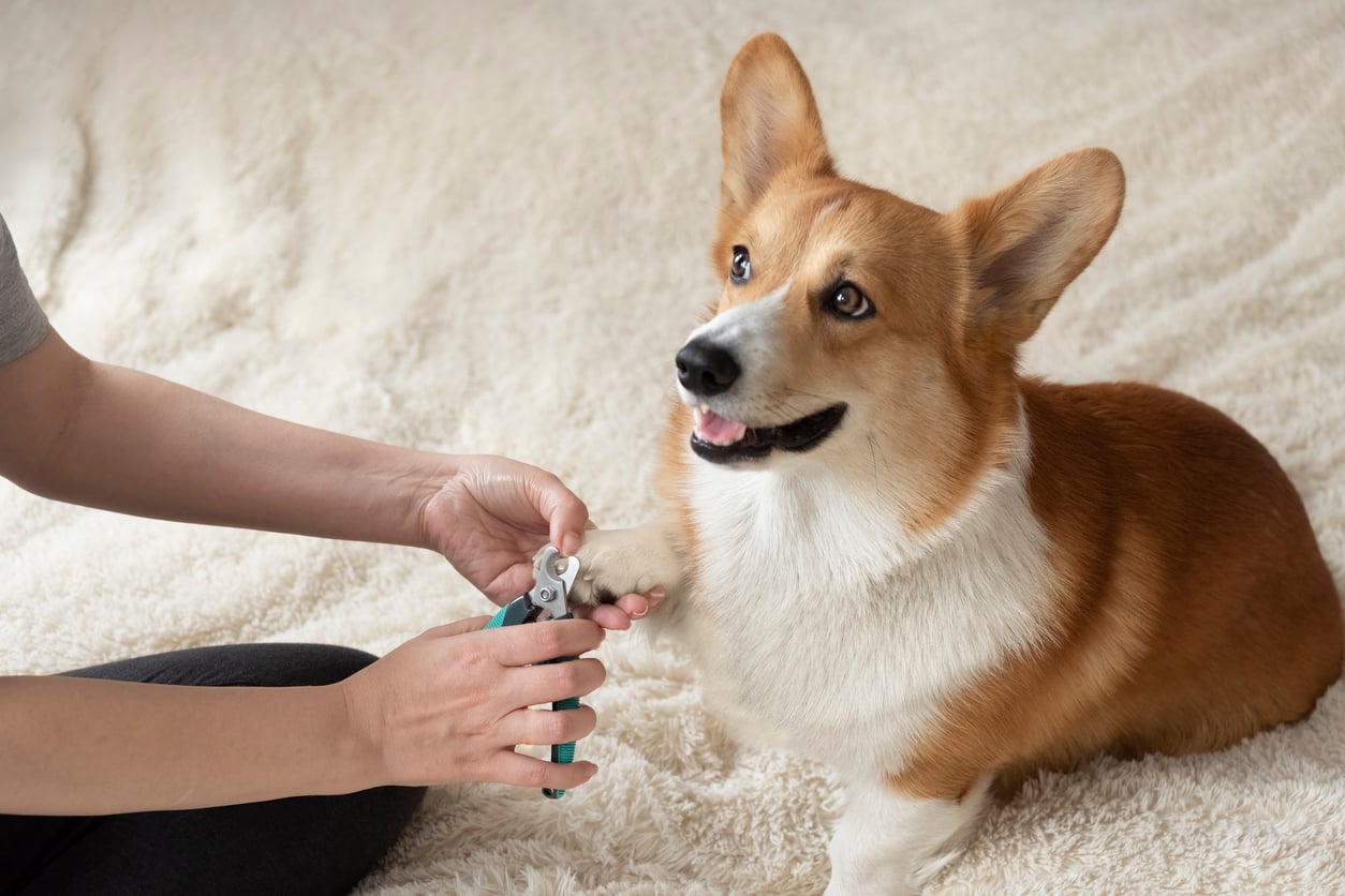 A person trims the nails of a happy, tan and white corgi dog sitting on a soft, cream-colored blanket.
