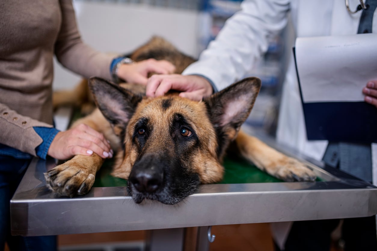 A German Shepherd lies on an exam table at a veterinary clinic, looking tired. A person who loves to splurge on their pets comforts the dog, while a vet in a white coat holds a clipboard and gently examines the dog.