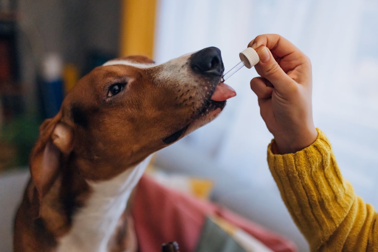 A dog licks a dropper held by a person in a yellow sweater, eagerly receiving liquid medicine or supplements—just one way devoted owners Splurge On Their Pets.