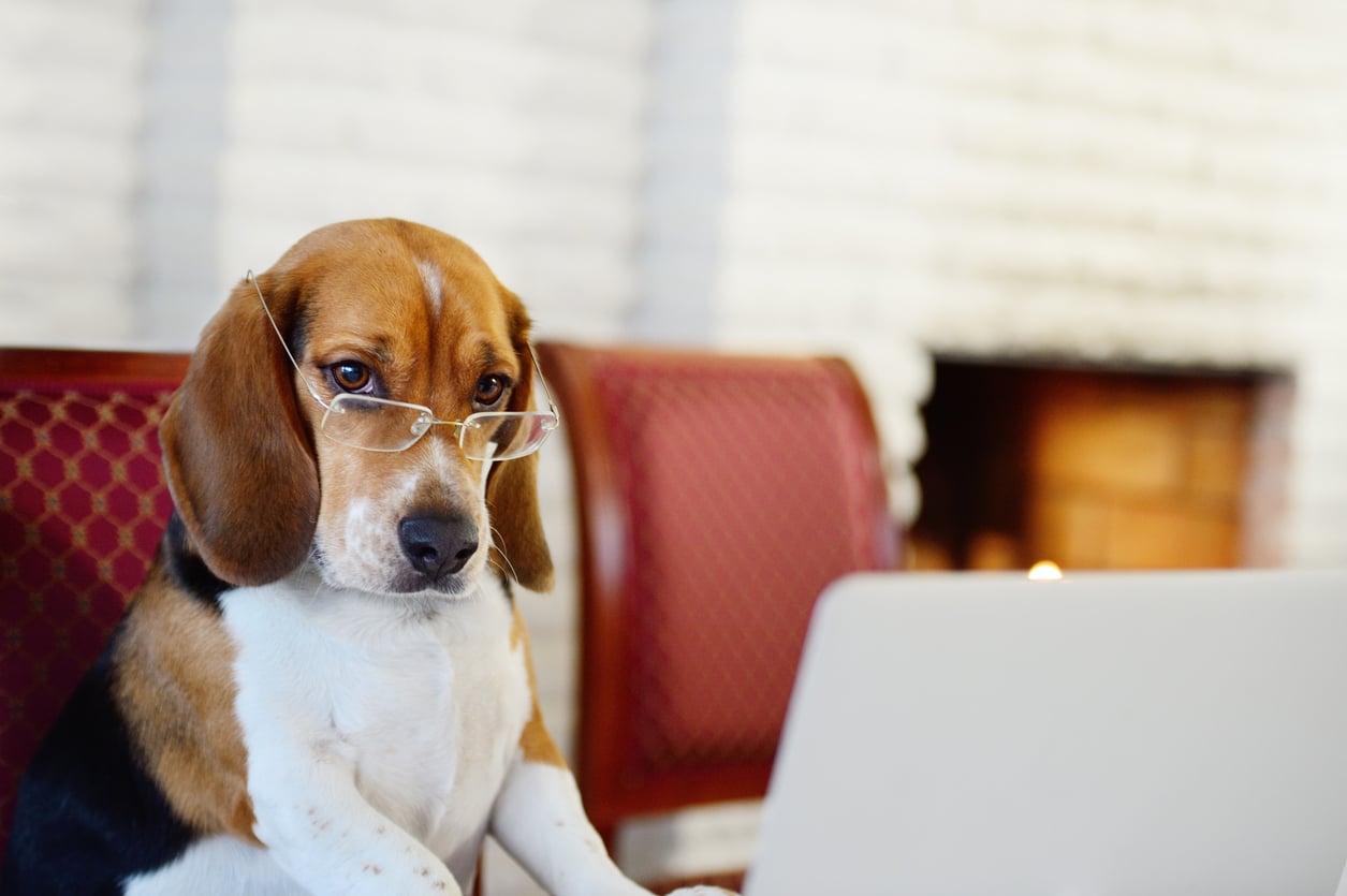A beagle wearing glasses sits on a red chair and looks at a laptop in front of a white brick wall and fireplace, embodying the charm of those who love to Splurge On Their Pets.