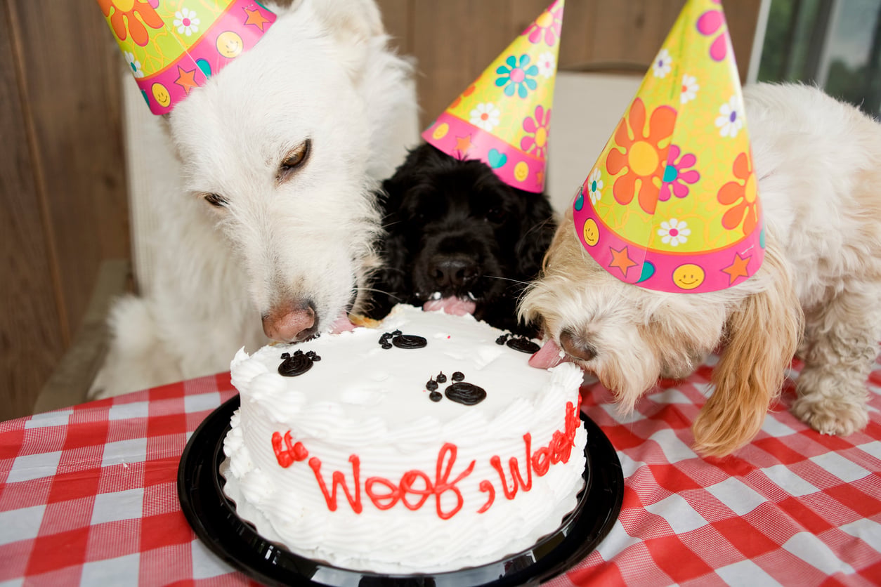 Three dogs wearing colorful party hats lick a white cake with “Woof, Woof” written in red icing, sitting on a red and white checkered tablecloth—a perfect scene for those who love to splurge on their pets.