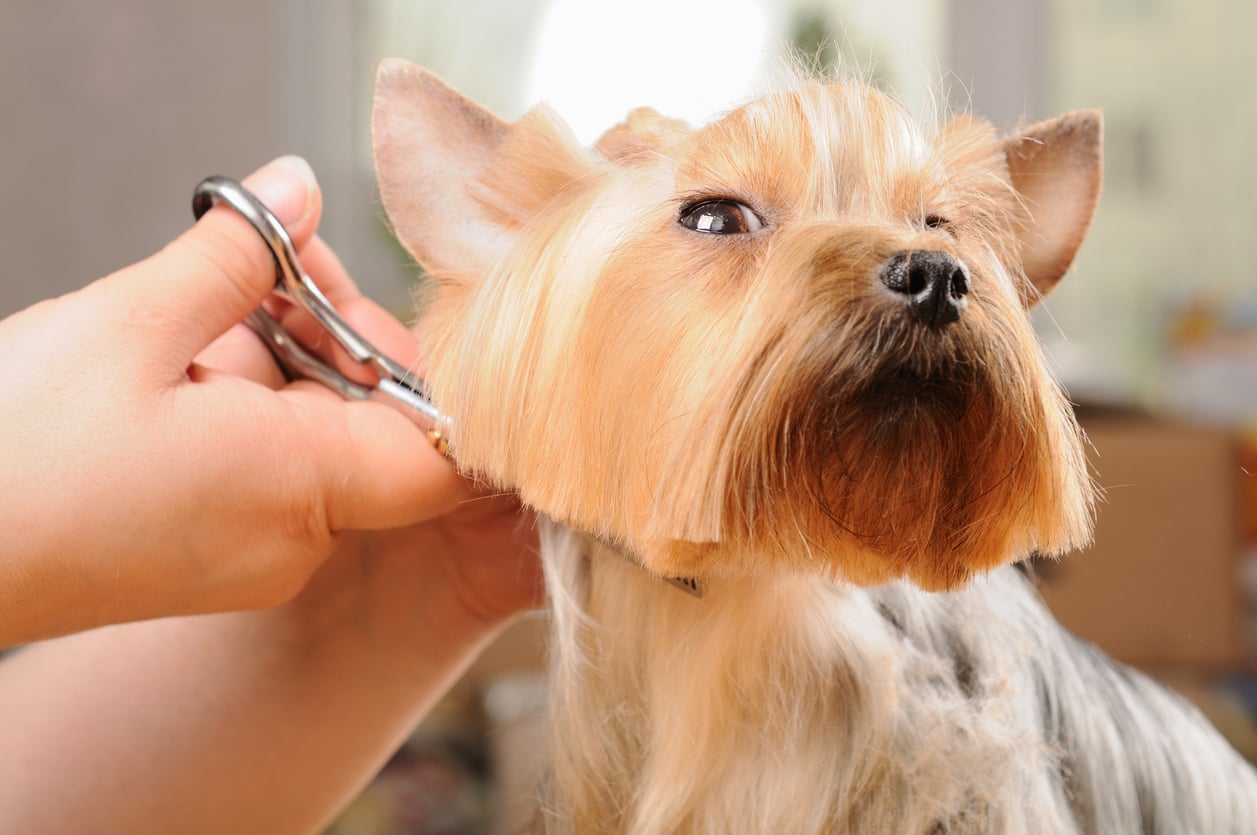 A small dog with silky fur is being groomed; a hand is trimming the dog’s fur around its face with scissors—perfect for those who love to splurge on their pets.
