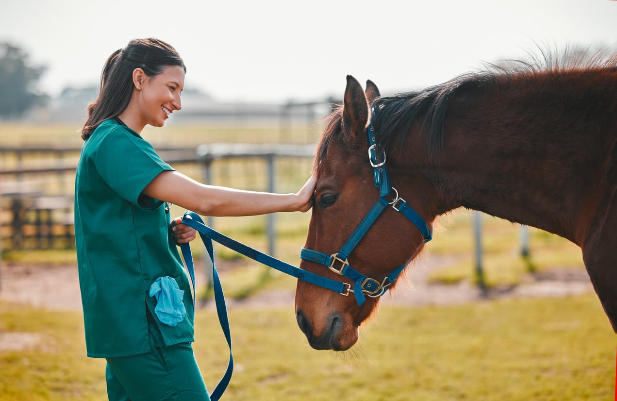 A person in green scrubs gently pets a brown horse wearing a blue halter, standing outdoors in a fenced area on a sunny day.