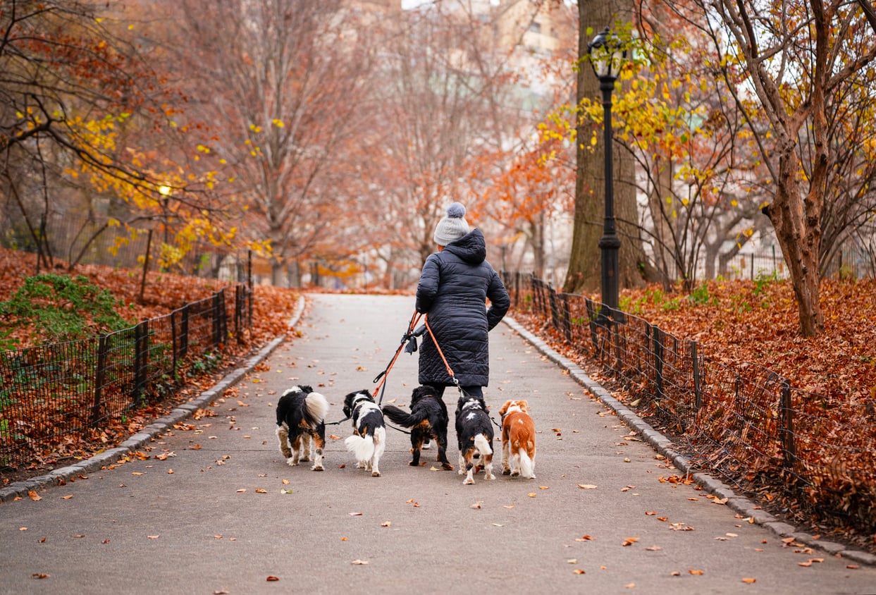 A person in a winter coat who loves to splurge on their pets walks six dogs on leashes along a tree-lined park path covered with autumn leaves.