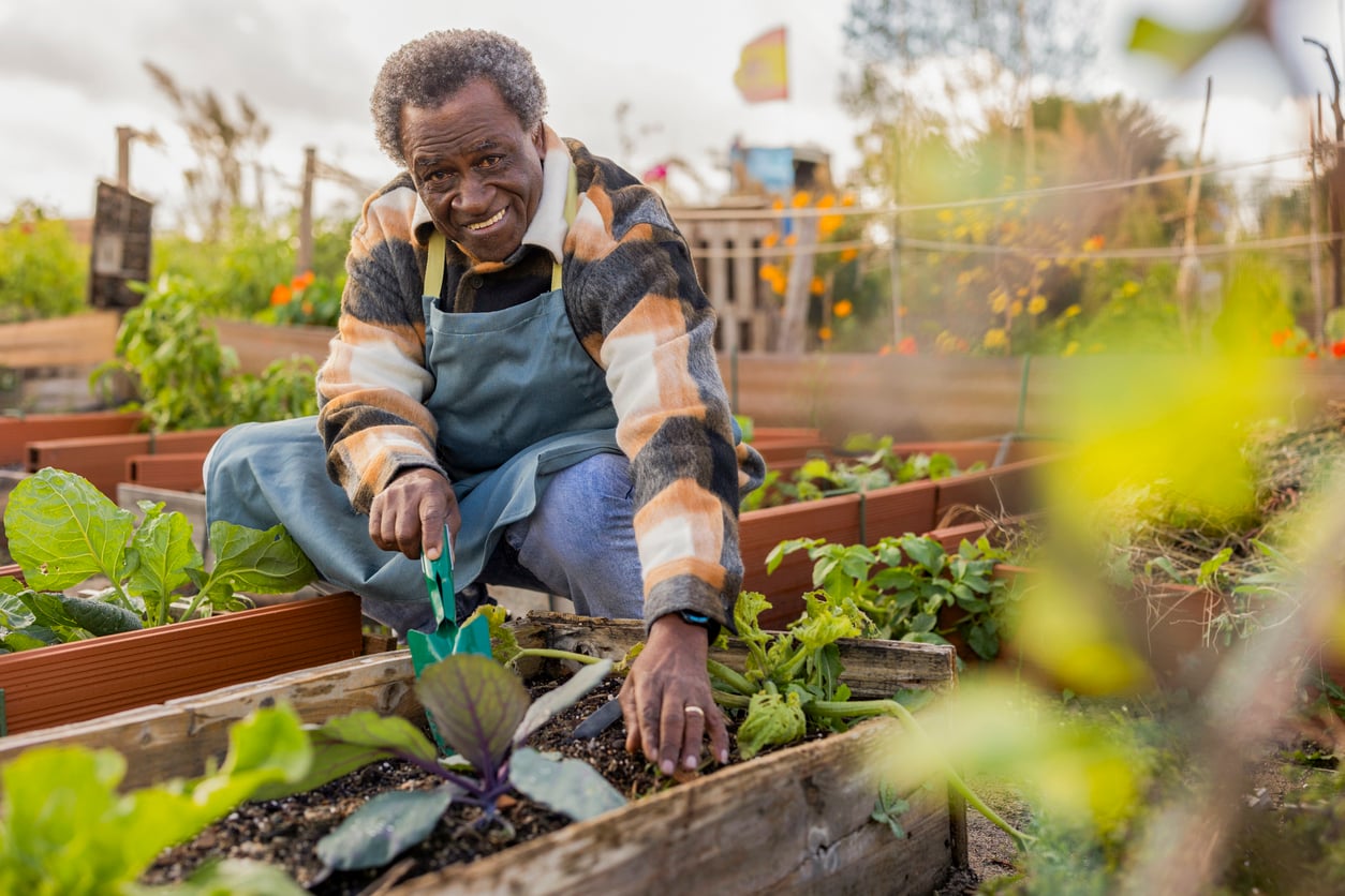 An older man—reflecting Baby Boomer changes in lifestyle—wears a plaid shirt and apron as he tends to leafy greens in a raised garden bed outdoors, smiling as he works with gardening tools among vibrant plants.