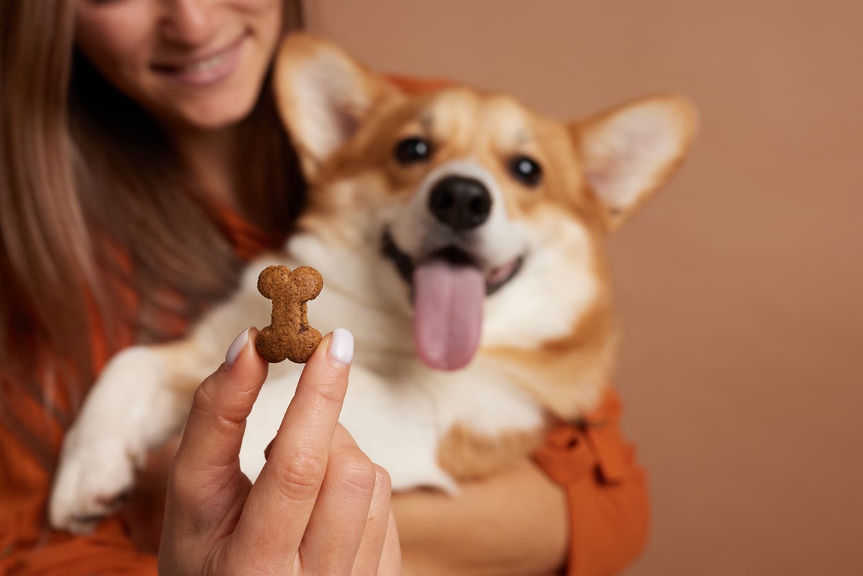 A smiling woman holds a happy corgi with its tongue out while showing a bone-shaped dog treat in the foreground against a neutral background, perfect for those who love to splurge on their pets.