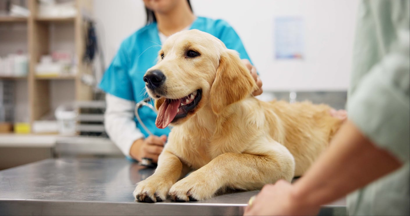 A golden retriever lies on a vet’s exam table, panting happily, while two people in scrubs and casual clothes—clearly ready to splurge on their pets—stand nearby in a veterinary clinic.