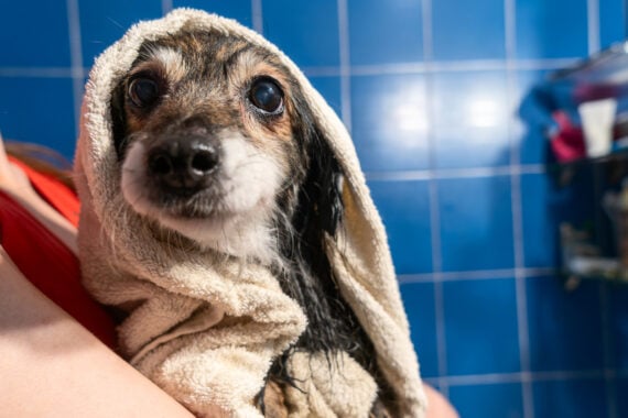 A small dog with wet fur is wrapped in a beige towel, being held by a person. The background features blue tiles, suggesting the dog has just had a bath.