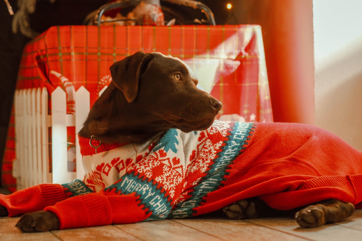 A brown dog wearing a festive red and white sweater lies on a wooden floor in front of a large red plaid-wrapped gift box, looking to the side—a perfect scene for those who love to splurge on their pets during the holidays.