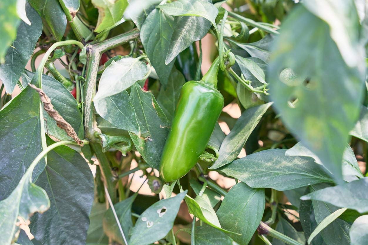 A green jalapeño pepper grows on a leafy plant among dense green foliage outdoors.