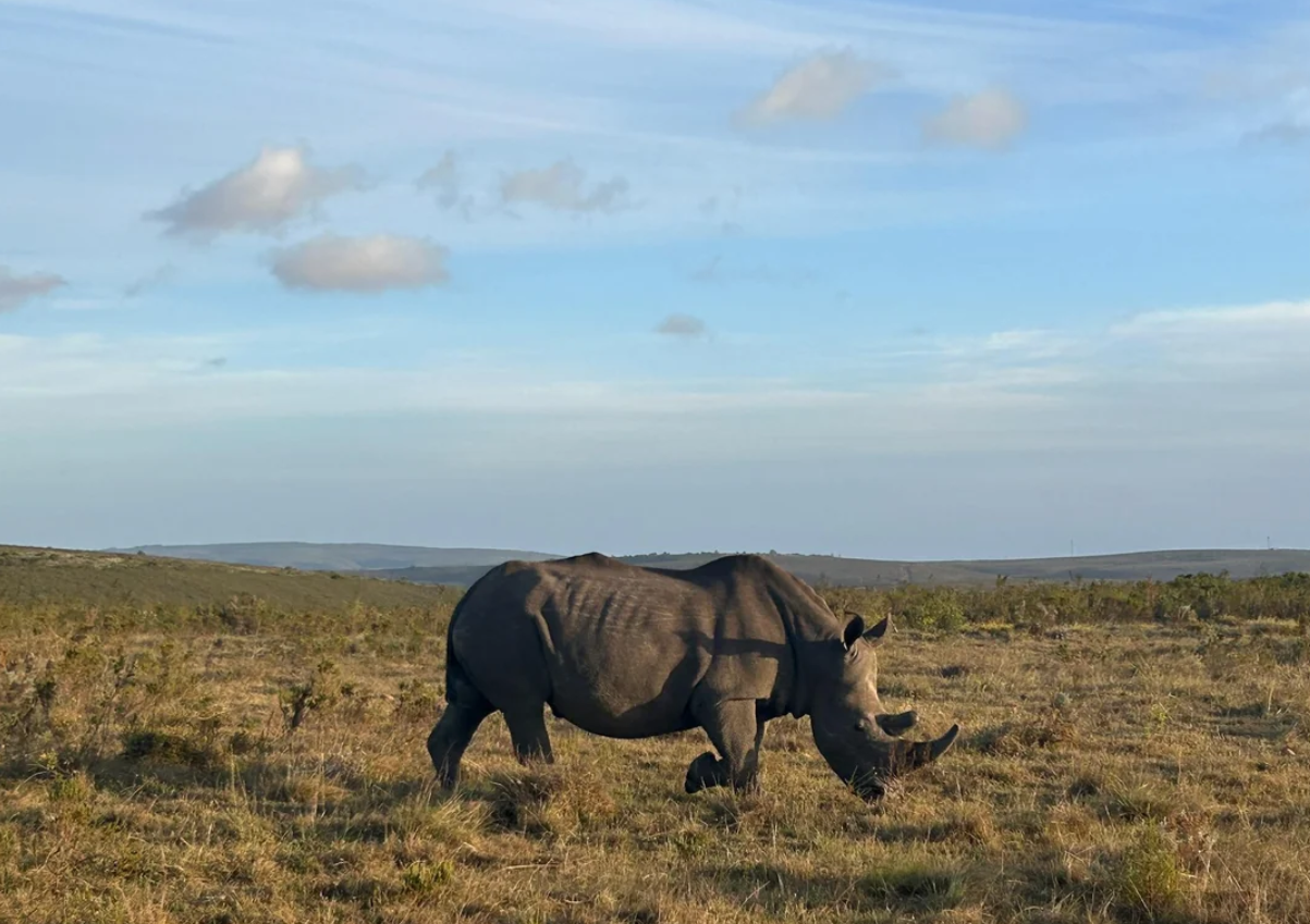 A single rhinoceros walks across a grassy plain under a blue sky with scattered clouds. Shrubs and distant hills are visible in the background.