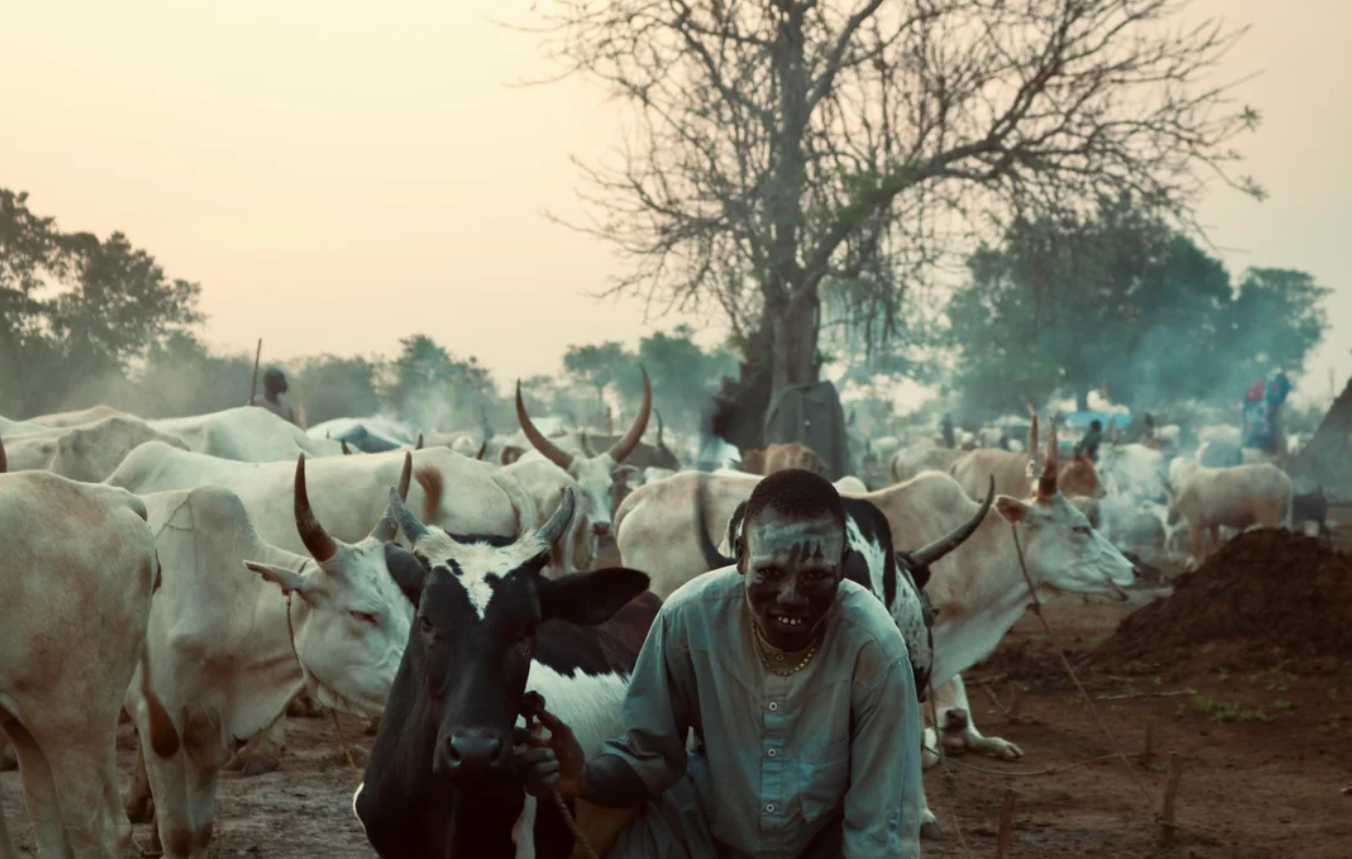 A person kneels beside a black and white calf in a large herd of cattle. Smoke rises in the background under a bare tree at sunset, creating a rural and pastoral scene.
