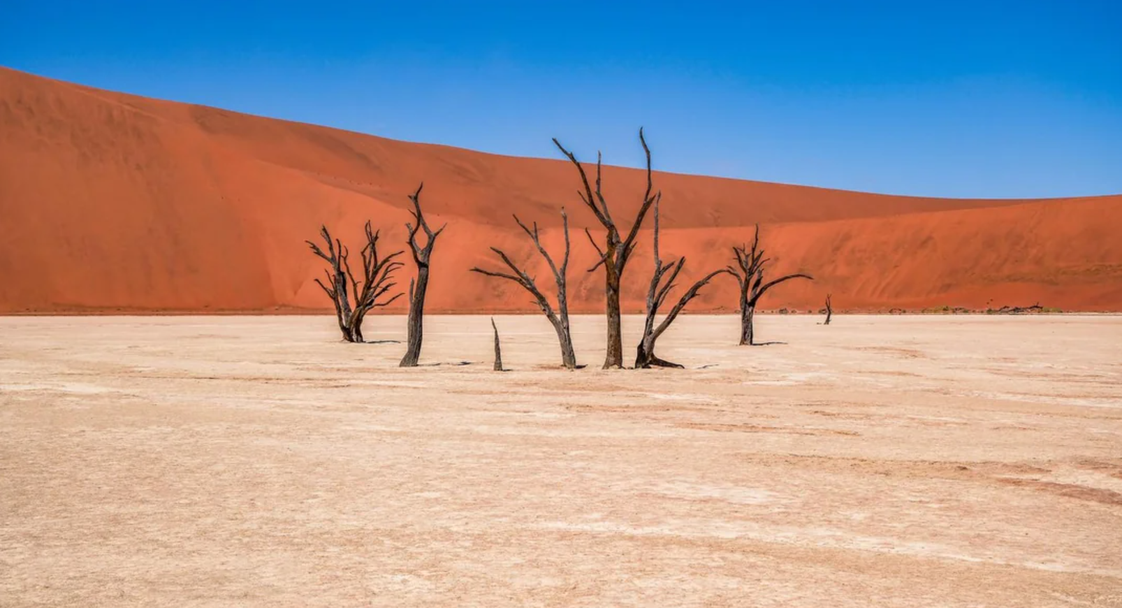 Dead, leafless trees stand on a cracked white clay pan, with large red sand dunes in the background under a clear blue sky.