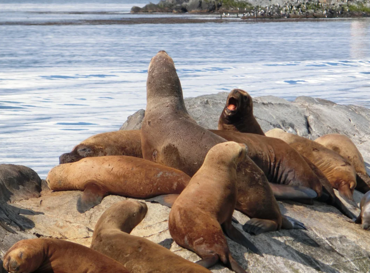 A group of sea lions rests on a rocky shore by the water, with one sea lion sitting upright and another appearing to yawn or roar. The background shows calm water and distant rocks.