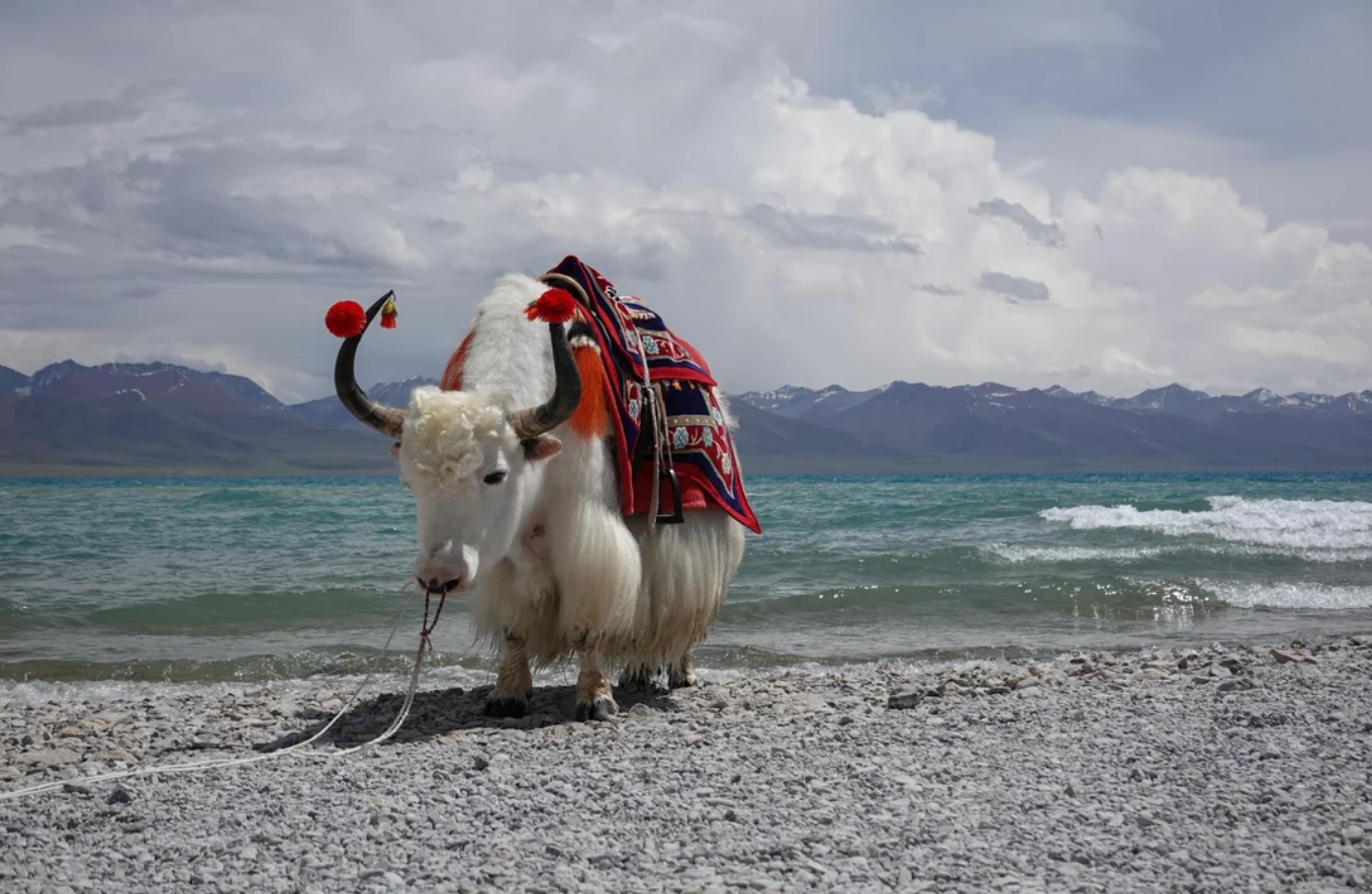 A white yak with decorated horns and a colorful saddle stands on a rocky shore by a turquoise lake, with mountains and clouds in the background.