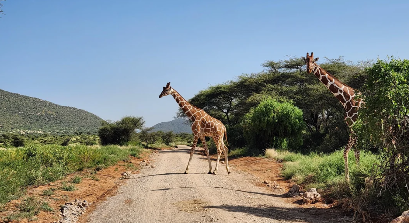 Two giraffes in a green, bushy landscape; one is walking across a dirt road, the other stands beside trees. The sky is clear and blue, with hills in the background.