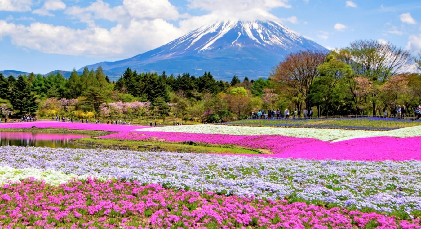 Colorful flower fields with pink, purple, and white blooms stretch out beneath a snow-capped mountain, surrounded by green trees and a blue sky with clouds.