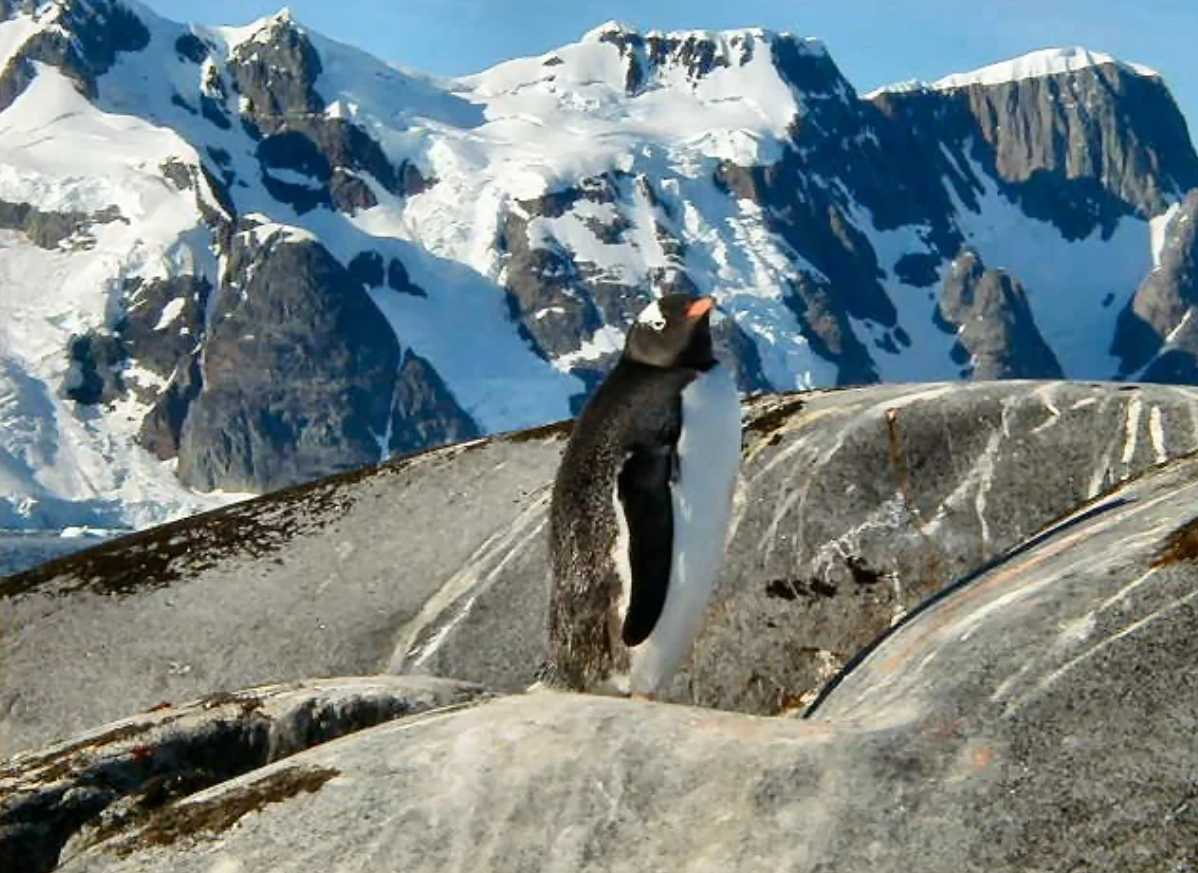 A penguin stands on rocky terrain with snow-covered mountains in the background under a clear blue sky, capturing the kind of travel experiences that went viral for their breathtaking beauty.