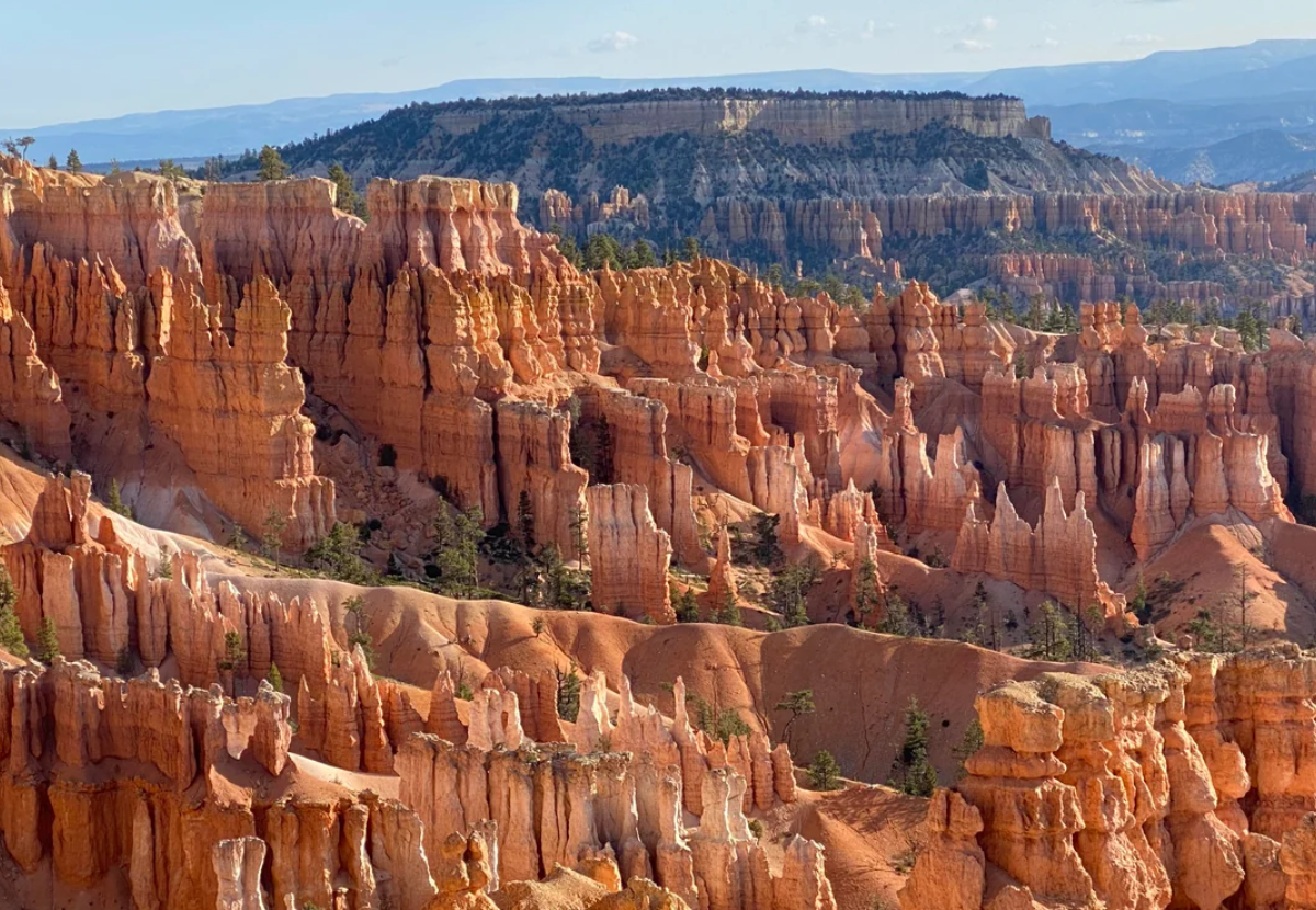 Bryce Canyon’s orange and red rock hoodoos rise in dramatic, jagged formations under a blue sky, with pine trees scattered throughout the landscape. A distant plateau is visible in the background.